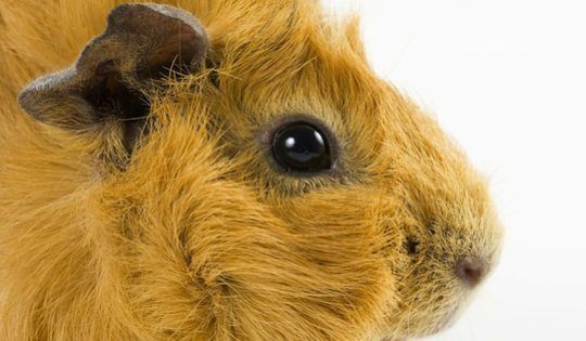 Guinea pig personal impact