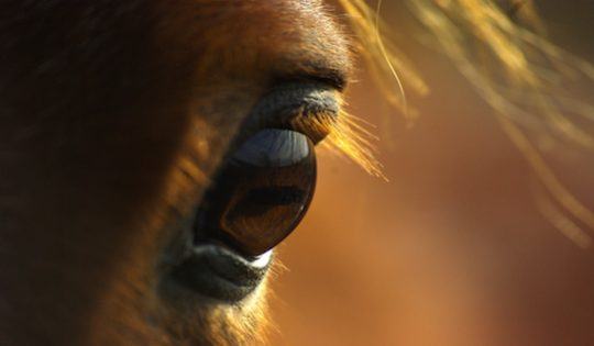 horse's eye leadership
