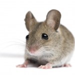 mouse