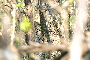 Leadership illustration leopard