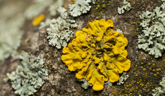 lichen on a rock is a symbiotic mix of two organisms, algae and funghi, a metaphor for good communication in management and leadership