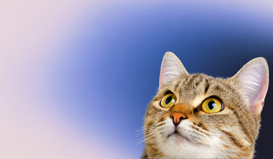 kitten looking curious suggesting a participant in a training