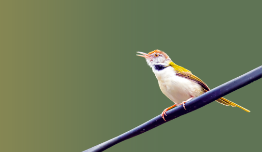 Tailorbird on a branch - the tailorbird sews its own nest like we tailor our training at Aspire Leadership